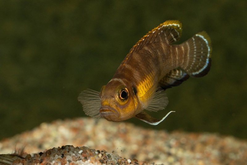 Neolamprologus brevis 'Kapampa'